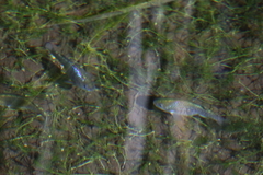 Cyprinodon nevadensis shoshone