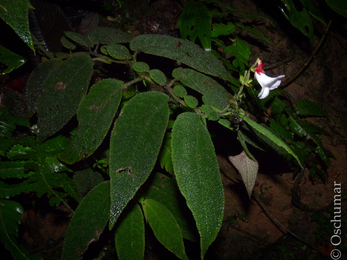 Monopyle subdimidiata