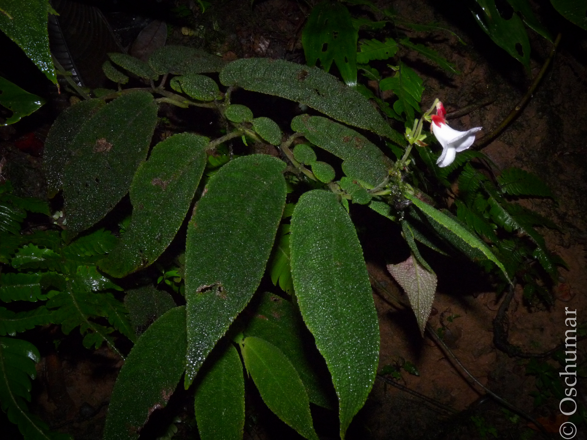 Monopyle subdimidiata