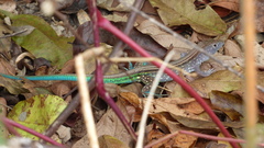 Cnemidophorus lemniscatus