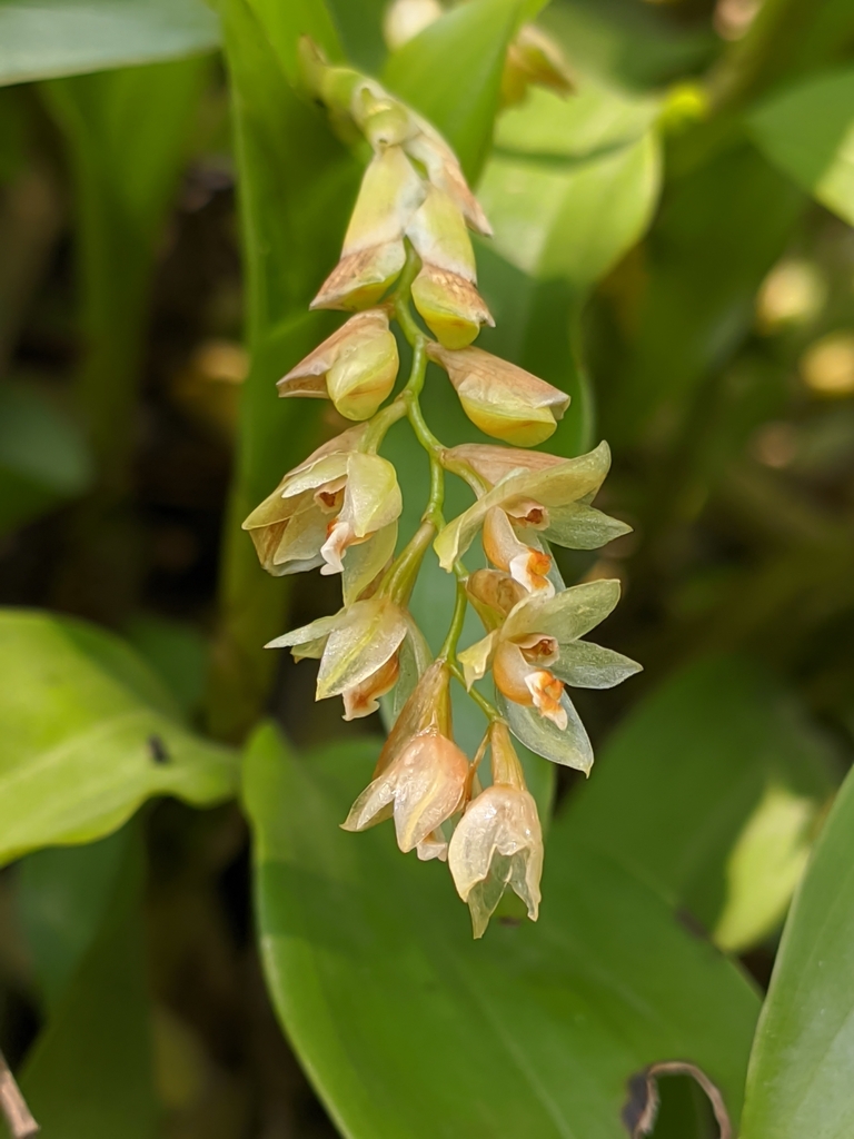 Pholidota articulata