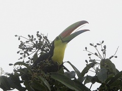Ramphastos sulfuratus image
