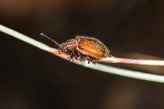 Metriolagria affinis