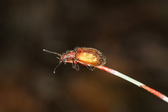 Metriolagria affinis