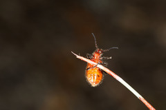 Metriolagria affinis