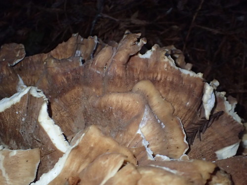 Bondarzewia occidentalis image