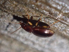 Trechus ovipennis