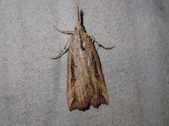 Hypena californica