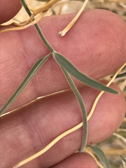 Funastrum hirtellum