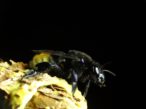 Eufriesea pretiosa