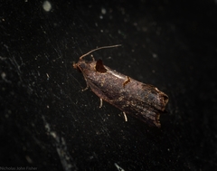 Glyphidoptera insignana