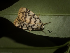 Hectobrocha multilinea