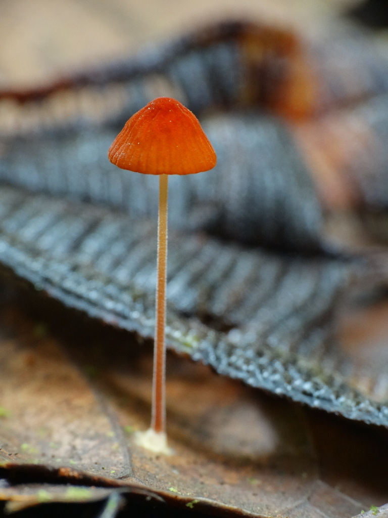 Marasmius ruber · September 2013 · photo: © gesnerio (iNaturalist, cc-by-sa)