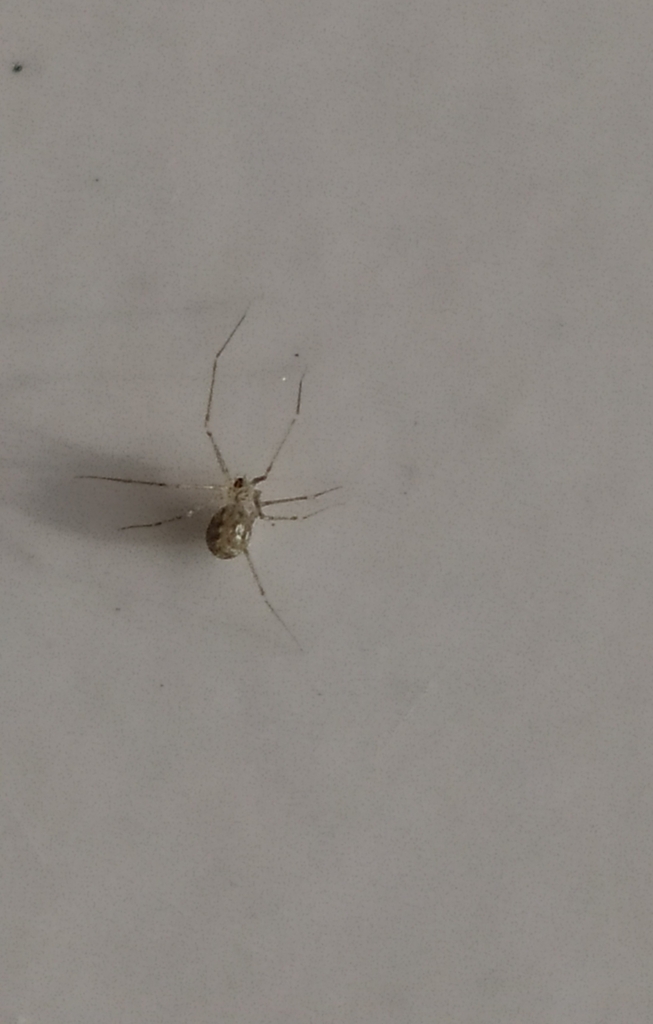 Cellar spider
