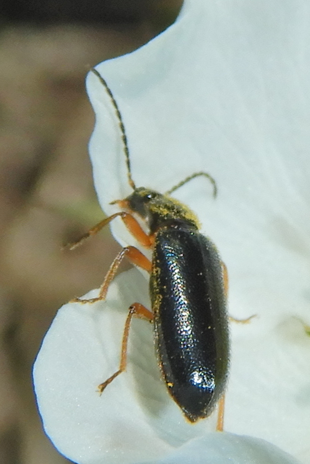 Pedilus elegans