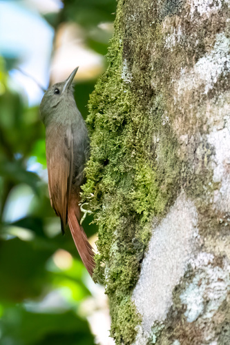 Eastern Olivaceous Woodcreeper
