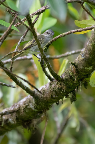 Mistletoe Tyrannulet (Zimmerius parvus), photo 7