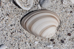 Megapitaria squalida