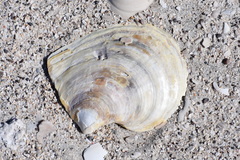 Pinctada mazatlanica
