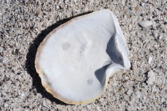 Pinctada mazatlanica
