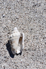 Persististrombus granulatus