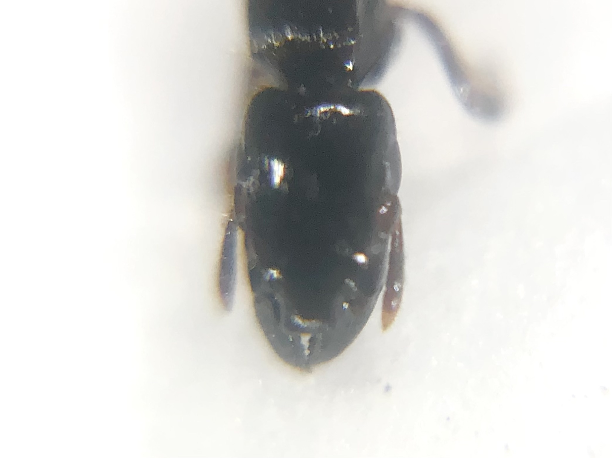 Metapone sauteri