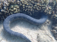 Stoke's Seasnake photo 4