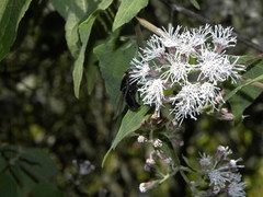Chromolaena collina