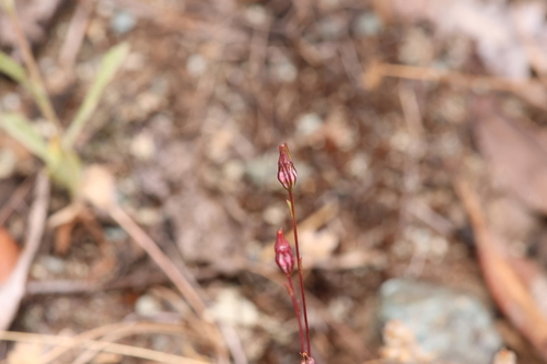 Image of Ravenella griffinii by (c) Nicholas Wei, some rights reserved (CC BY-SA)