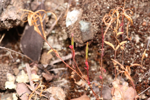 Image of Epilobium minutum by (c) Nicholas Wei, some rights reserved (CC BY-SA)