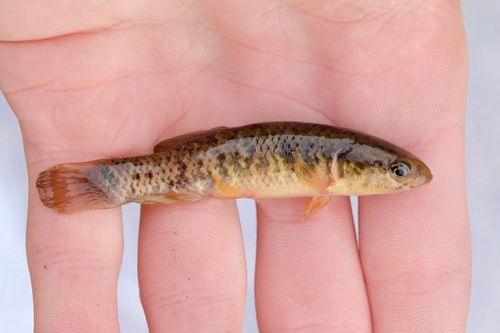 Central Mudminnow