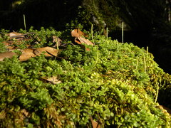 Peperomia berlandieri