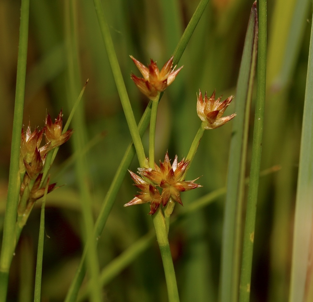 Knotted rush (Juncus nodosus)