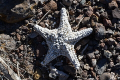 Pentaceraster cumingi