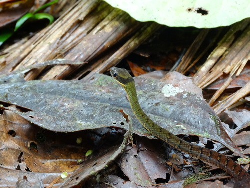 Clark's Forest Racer, Dendrophidion clarkii