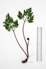 Conioselinum gmelinii