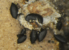 Lophium mytilinum
