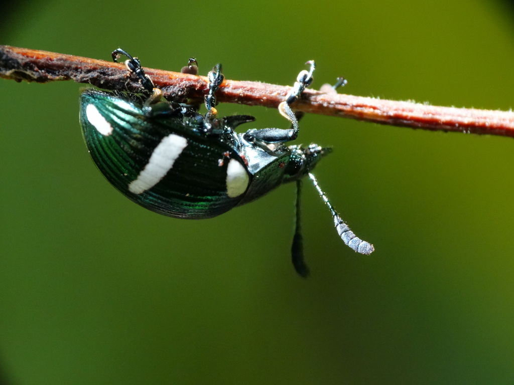 Dorysterna paradoxa