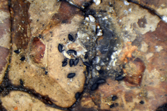 Lophium mytilinum