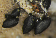 Lophium mytilinum