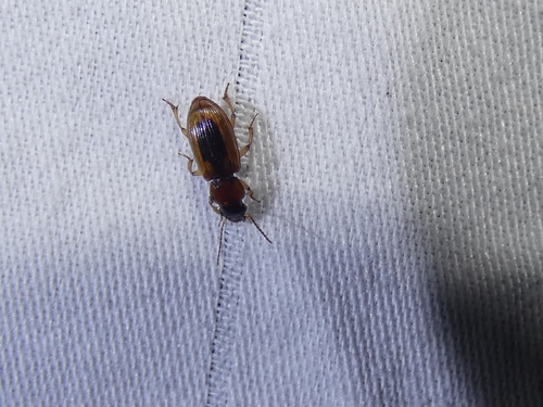 LeConte's Seedcorn Beetle photo 3