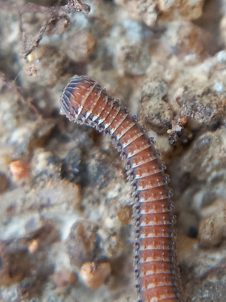 Podoglyphiulus elegans