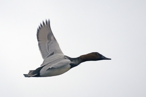 Canvasback