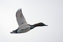 Canvasback photo 5
