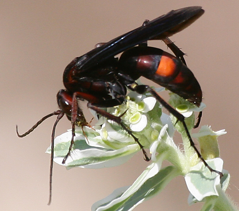 Poecilopompilus algidus