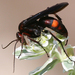 Poecilopompilus algidus - Photo (c) Xsanka, μερικά δικαιώματα διατηρούνται (CC BY)