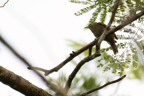Northern Plain Xenops (Xenops mexicanus), photo 10