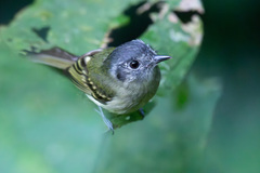 Slaty-Capped Flycatcher photo 5