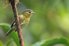 Barred Becard photo 3