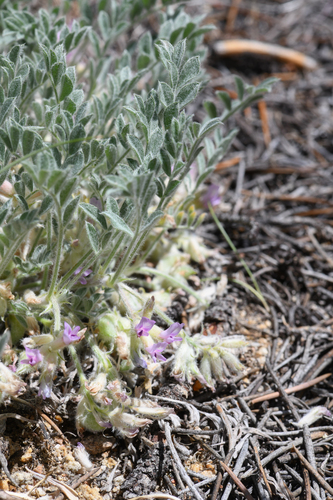 Kern County Milkvetch (Astragalus subvestitus)